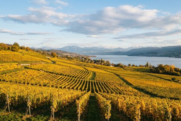 Herbstliche Weinberge mit goldgelbem Laub am Zürichsee mit Alpen-Panorama im Hintergrund